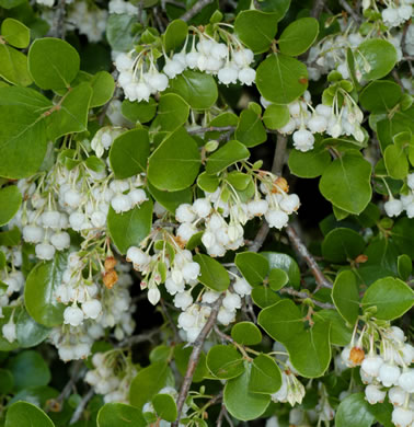 image of Vaccinium arboreum, Sparkleberry, Farkleberry