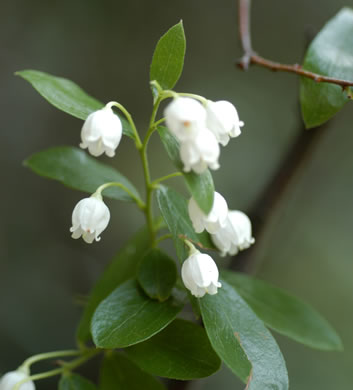 image of Vaccinium arboreum, Sparkleberry, Farkleberry