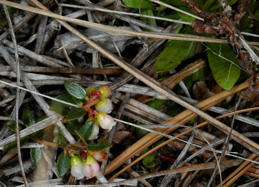 image of Vaccinium crassifolium, Creeping Blueberry