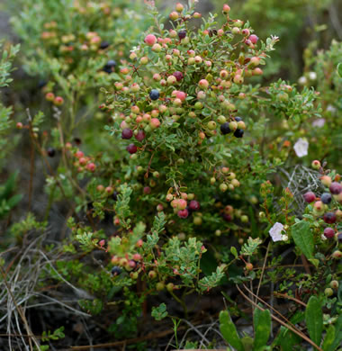 image of Vaccinium darrowii, Darrow's Blueberry