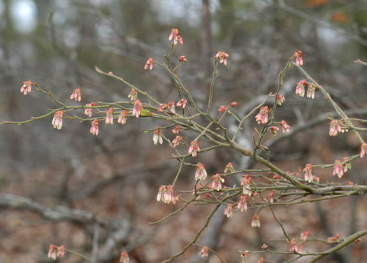 image of Vaccinium fuscatum, Hairy Highbush Blueberry, Black Highbush Blueberry