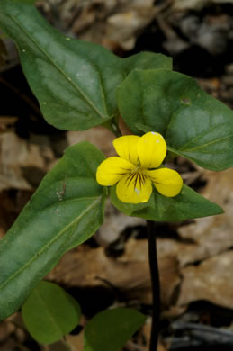 image of Viola hastata, Halberdleaf Violet, Halberdleaf Yellow Violet, Spearleaf Violet, Silverleaf Violet