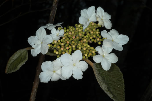 image of Viburnum lantanoides, Witch Hobble, Moosewood, Hobblebush, Tangle-legs