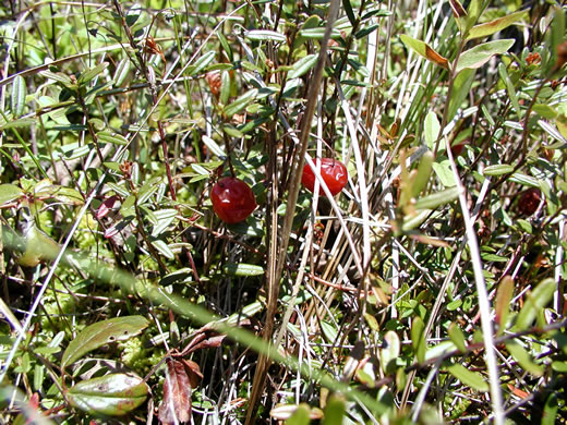 image of Vaccinium macrocarpon, Cranberry, Large Cranberry