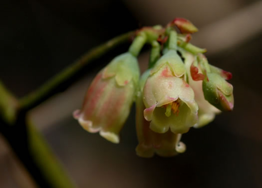 image of Vaccinium pallidum, Hillside Blueberry, Dryland Blueberry, Upland Low Blueberry, Lowbush Blueberry