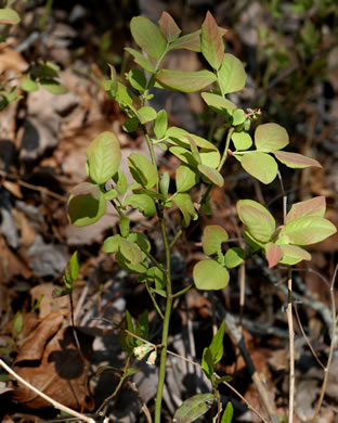 image of Vaccinium pallidum, Hillside Blueberry, Dryland Blueberry, Upland Low Blueberry, Lowbush Blueberry