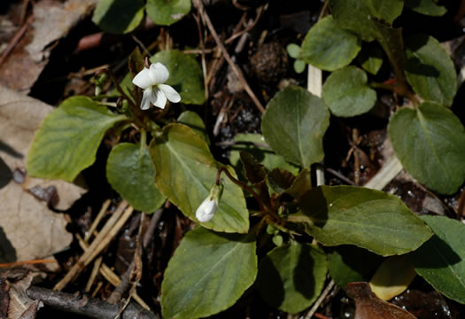 image of Viola primulifolia, Primrose-leaf Violet