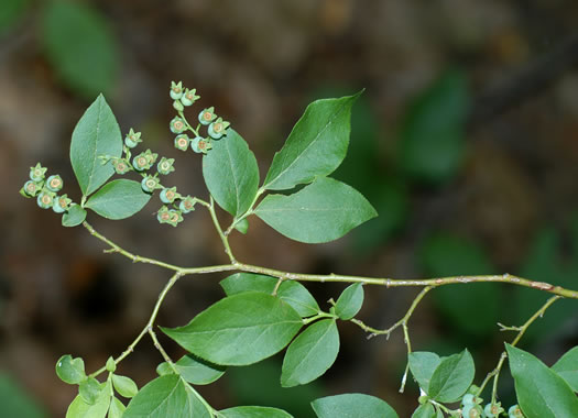 image of Vaccinium simulatum, Mountain Highbush Blueberry