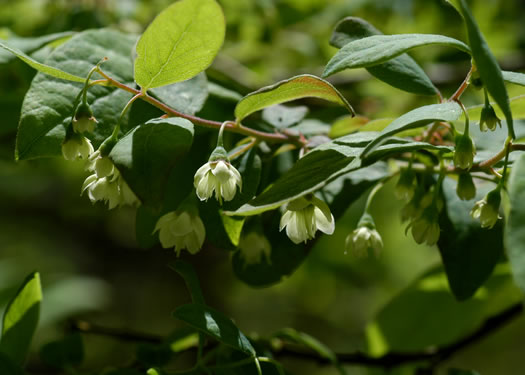 image of Vaccinium stamineum var. stamineum, Common Deerberry