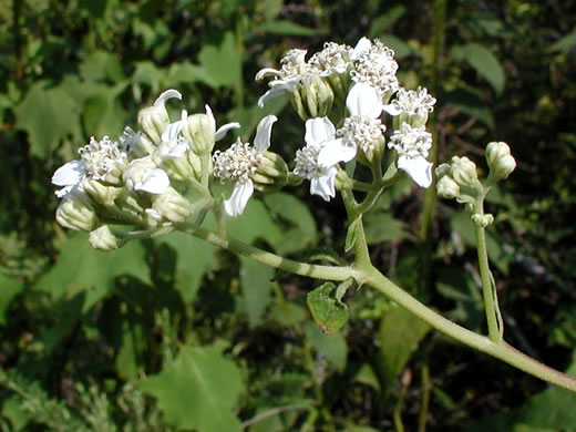 image of Verbesina virginica var. virginica, White Crownbeard, Common Frostweed, White Wingstem, Virginia Wingstem