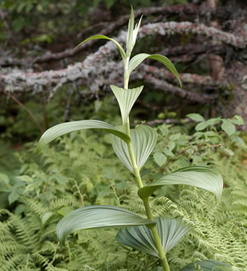 image of Veratrum viride, White-hellebore, Indian Poke, Green Hellebore, Cornhusk Lily