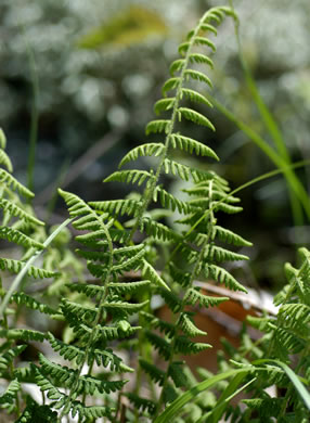 image of Woodsia appalachiana, Appalachian Woodsia, Appalachian Cliff Fern, Mountain Woodsia