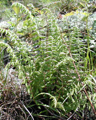 image of Woodsia appalachiana, Appalachian Woodsia, Appalachian Cliff Fern, Mountain Woodsia