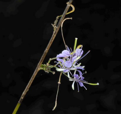 image of Warea cuneifolia, Carolina Warea, Carolina Pineland-cress