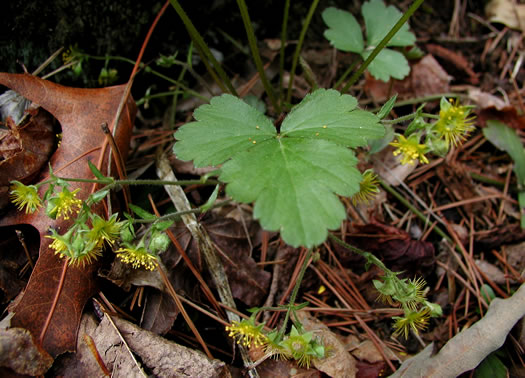 image of Waldsteinia doniana, Southern Barren Stawberry