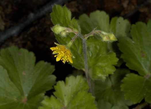 image of Waldsteinia doniana, Southern Barren Stawberry