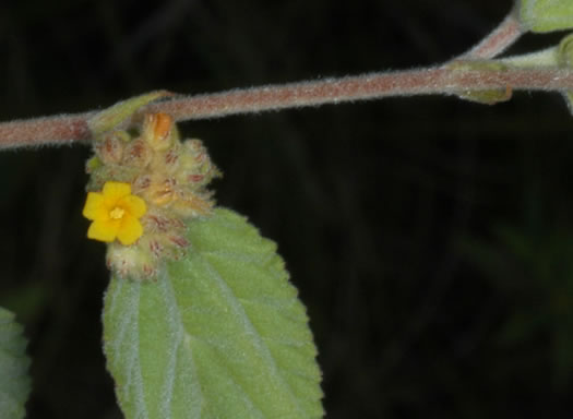 image of Waltheria indica, Sleepy Morning