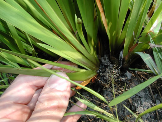 image of Xyris ambigua, Bog Yellow-eyed-grass, Coastal Plain Yellow-eyed-grass