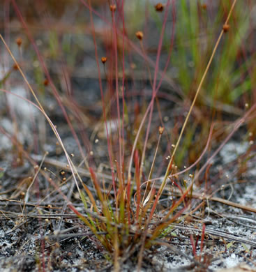 image of Xyris brevifolia, Shortleaf Yellow-eyed-grass