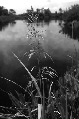 image of Zizaniopsis miliacea, Southern Wild-rice, Water-millet, Giant Cutgrass