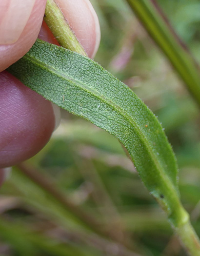 image of Eurybia spectabilis, Low Showy Aster, Eastern Showy Aster