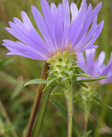 Eurybia spectabilis, Low Showy Aster, Eastern Showy Aster