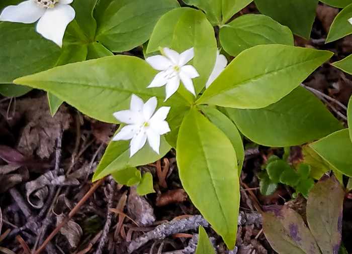 image of Trientalis borealis, Northern Starflower, Maystar