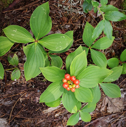 image of Chamaepericlymenum canadense, Bunchberry, Dwarf Dogwood, Dwarf Cornel