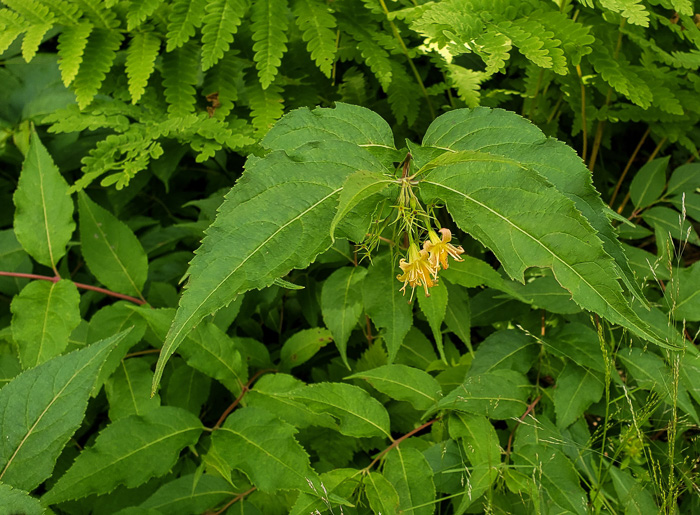 image of Diervilla lonicera, Northern Bush-honeysuckle