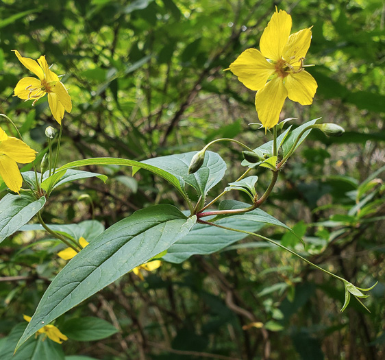 image of Steironema ciliatum, Fringed Loosestrife