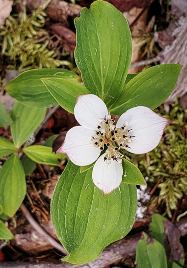 image of Chamaepericlymenum canadense, Bunchberry, Dwarf Dogwood, Dwarf Cornel