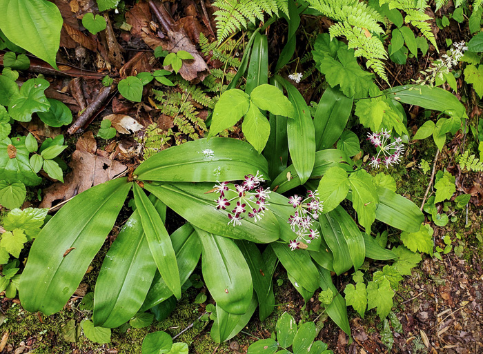 image of Clintonia umbellulata, Speckled Wood-lily, White Clintonia