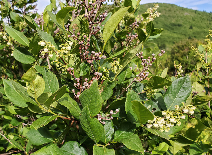 image of Lyonia ligustrina var. ligustrina, Northern Maleberry, He-huckleberry