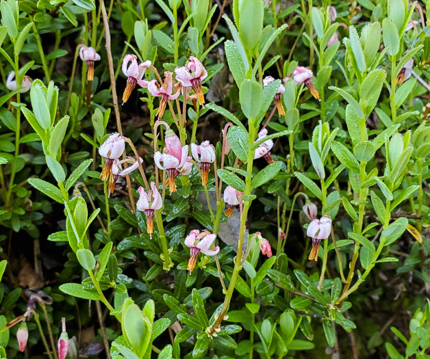 image of Vaccinium macrocarpon, Cranberry, Large Cranberry