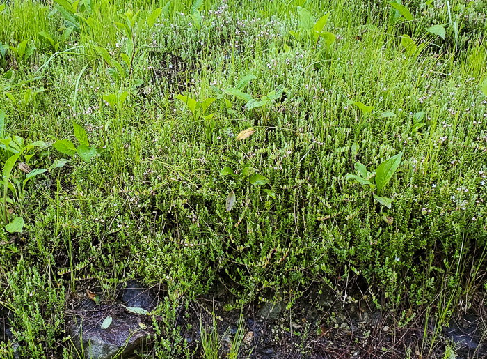 image of Vaccinium macrocarpon, Cranberry, Large Cranberry