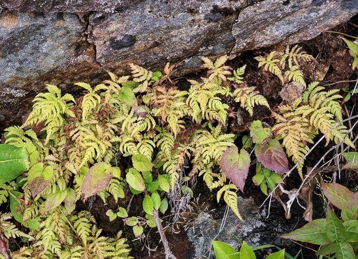 image of Phegopteris connectilis, Northern Beech Fern