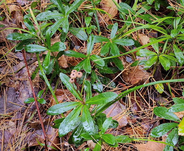 image of Chimaphila umbellata var. cisatlantica, Prince's-pine