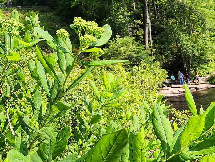 image of Spiraea virginiana, Virginia Spiraea, Appalachian Spiraea, Virginia Meadowsweet