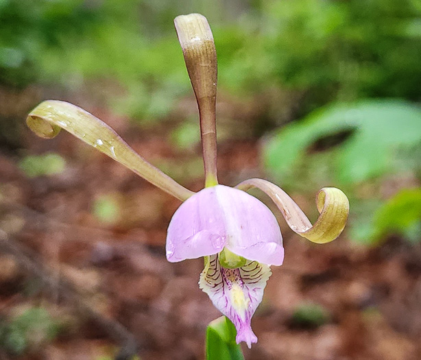 image of Cleistesiopsis bifaria, Appalachian Dragonhead Pogonia, Appalachian Small Spreading Pogonia, Smaller Rosebud Orchid, Upland Spreading Pogonia