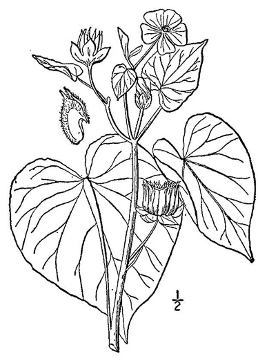 image of Abutilon theophrasti, Velvetleaf, Indian Mallow, Butterprint