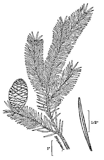 image of Abies balsamea, Balsam Fir, Northern Balsam, Canada Balsam, Blister Pine