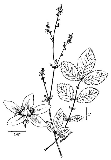 image of Agrimonia rostellata, Woodland Agrimony