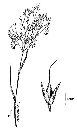 image of Agrostis stolonifera, Creeping Bentgrass