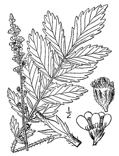 drawing of Agrimonia striata, Roadside Agrimony