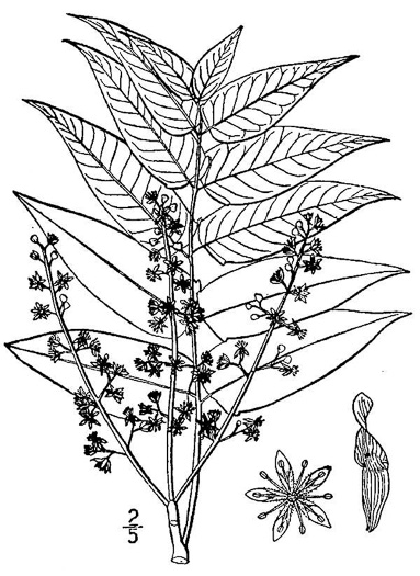 image of Ailanthus altissima, Ailanthus, Tree-of-heaven, Stink-tree