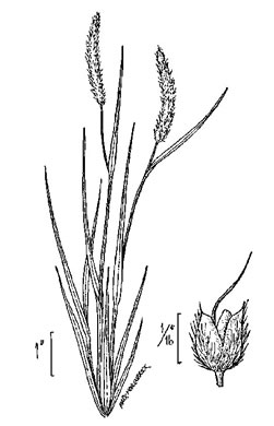 image of Alopecurus carolinianus, Carolina Foxtail Grass