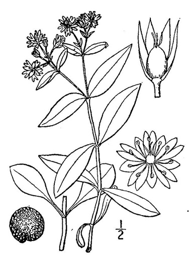 image of Stellaria pubera, Star Chickweed, Giant Chickweed, Great Chickweed, Common Starwort