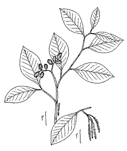 Alnus serrulata, Tag Alder, Hazel Alder, Smooth Alder