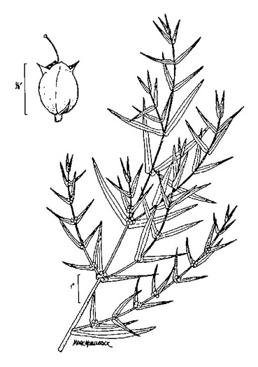 image of Ammannia coccinea, Red Toothcup, Scarlet Toothcup, valley redstem