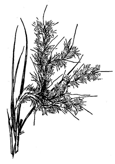 image of Andropogon gyrans, Elliott's Bluestem